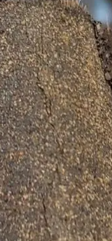 Studies 9 Stiff and cracking shingle